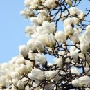 목련약국 이미지