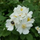 안내삼승로 이미지