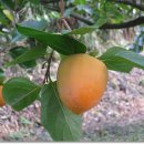 정옥농장 이미지