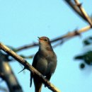 안녕 나이팅게일 이미지