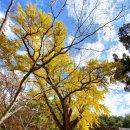 무첨당 | 경상북도 경주 여행 안강 옥산서원 회재 이언적 은행나무 단풍 이야기 국가유산 방문 캠페인 유네스코