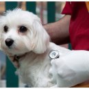 클리어동물병원 이미지