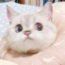 지사떡방앗간 | 폴바셋 빙수, 포장 불가라니? 가격대비 솔직후기!