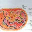 전세계 사구체신염 뇨독증환자들에게 살길이 나졌다! 이미지