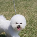 에스티 비숑프리제 이미지