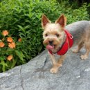 앤드퍼피 이미지