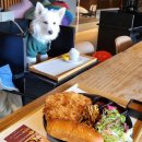 휴먼존 당구장 | [소노펫] 소노펠리체(소노펫) 홍천 비발디파크 반려견 동반 여행 호캉스 추천(D동 후기 및 꿀팁)_1일차