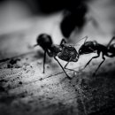 개미 이미지