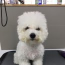 그루밍폼폼 이미지