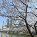 (주)써브웨이 석촌호수점 | 석촌호수 벚꽃 후기 : 지하철역 가는법, 도시락 피크닉 맛집 추천, 축제기간 정리(사람 반 벚꽃 반)