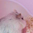 송촌선비동물병원 이미지