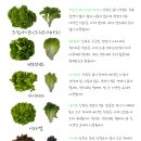 건강한 샌드위치&샐러드 만들기 기술반 | 유러피안샐러드 상추 보관법 활용법 겉절이와 샐러드 샌드위치 향긋한농부
