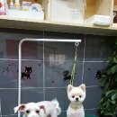 푸른펫살롱 이미지
