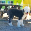 애견호텔 이미지