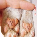 우리강아지 이미지