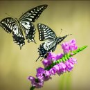 꽃과 나비 이미지