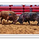 청도소싸움경기장 이미지