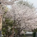 나들목가족공원(1) | 용산가족공원 벚꽃 4/1 실시간 후기 서울 벚꽃 명소 피크 개화 산책 코스 추천