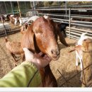 어리염소 이미지