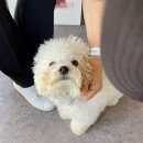 댕댕이샾 이미지