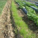 한일 농장 이미지