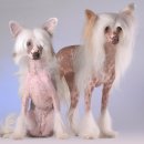 아이도그 이미지