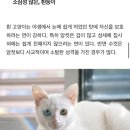 고양이 털 색깔별 성격 이미지