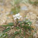 흰들제비꽃 Viola betonicifolia Sm. var. albescens (Nakai) F.Maek. & T.Hashim. 이미지