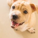 숲속의강아지 이미지