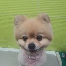 둘리애견미용샵 이미지