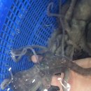 무안뻘낙지 이미지