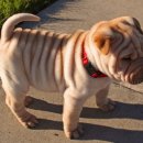 멍이사랑 이미지