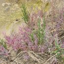 함초농장 이미지