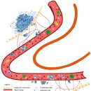Re:Re:Molecular regulation of epithelial-to-mesenchymal transition in tumorigenesis (Review) 이미지