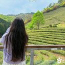 녹차 향에 머무는 하루, 달콤쌉싸름한 보성 데이트 여행코스 이미지