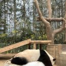 명성파킹 | 돌 전 아기랑 에버랜드 공략 - 10개월 아기 추천 동선, 주차 TIP (+워킹사파리), 솔직후기