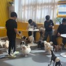 멍쉬멜로 네이버블로그