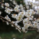 힐링올레 이미지