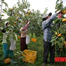 경남단감 원예농업협동조합 이미지