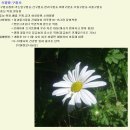 구절초의 효능 이미지