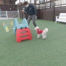 경포딩가펜션 | 강릉 강아지 운동장 있는 펜션 |경포딩가애견펜션
