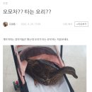 로얄종합동물병원
