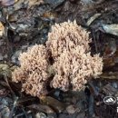 치화목장 이미지