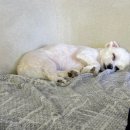 엄댕샵 | 엄댕샵 인천 작전동 애견미용