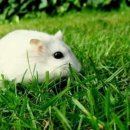 콩쥐팥쥐 이미지