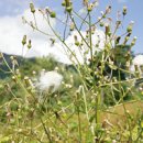 산내면 중황마을 이미지