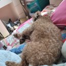 코코까까 이미지