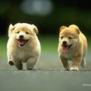 우리집강아지 이미지