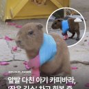 카피바라 앞발 깁스했어요 ㅋㅋ 이미지