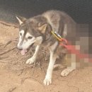 내가 쏜 닭 이미지